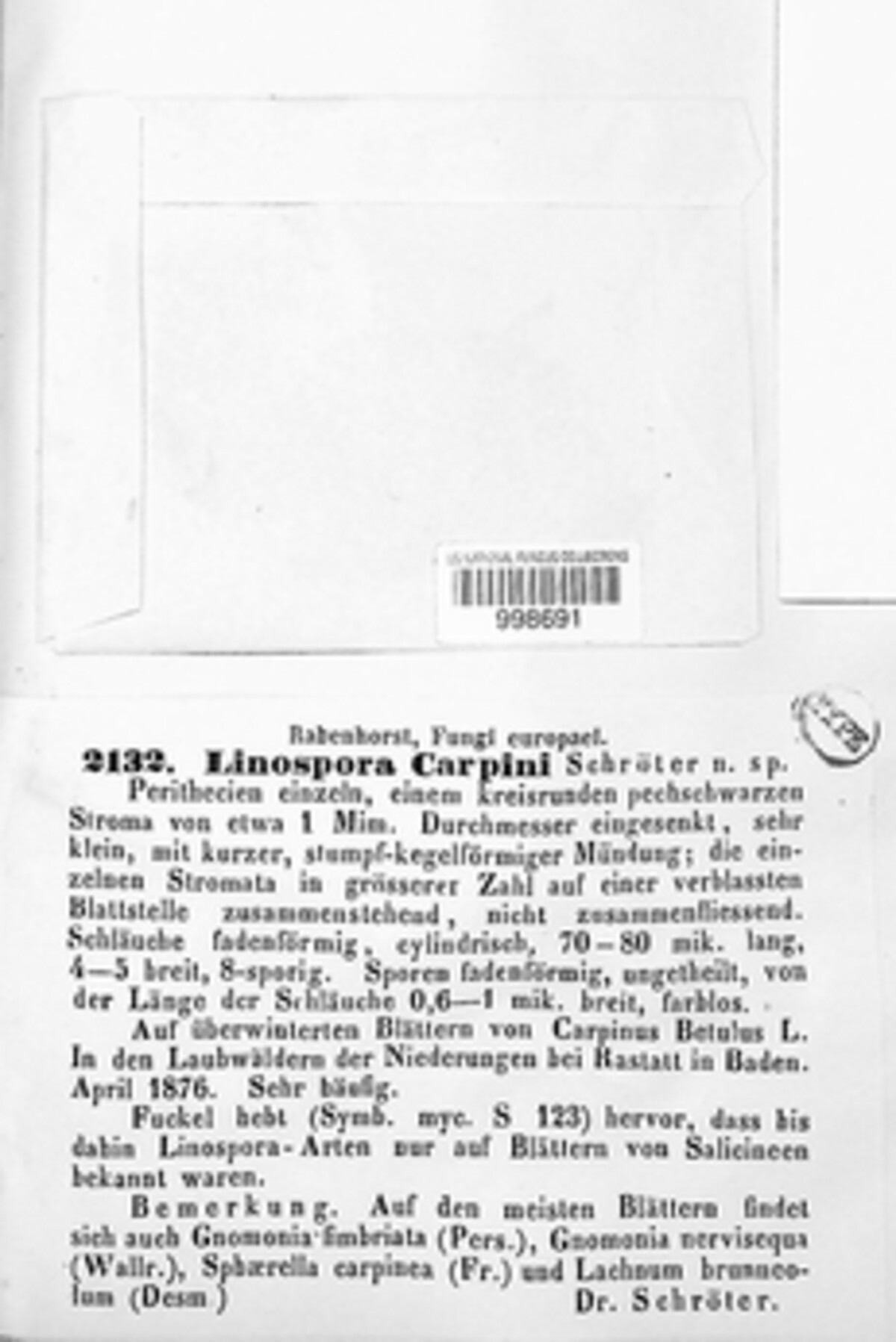 Linosporopsis carpini image